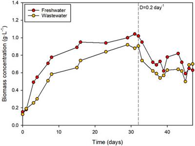 Integrating microalgae-based wastewater treatment, biostimulant production, and hydroponic cultivation: a sustainable approach to water management and crop production